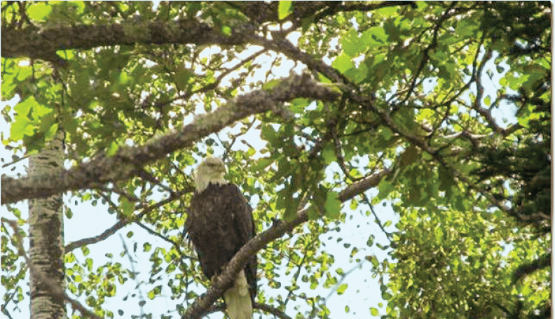 Along Rustic Road 108, Sawyer County