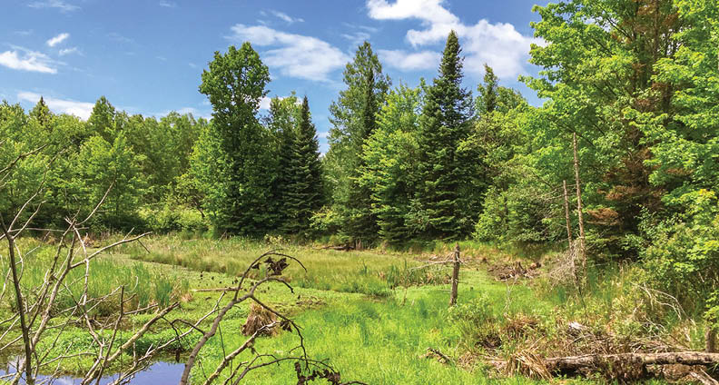 Along Rustic Road 118, Forest County