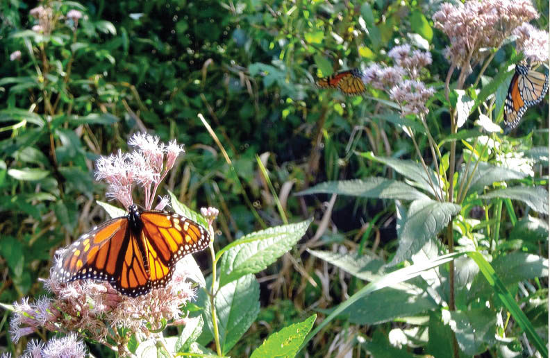 Along Rustic Road 109, Oconto County