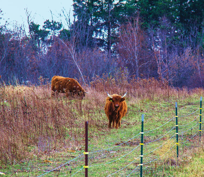 Along Rustic Road 20, Dane County, Kristine M  Stueve
