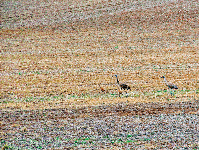 Along Rustic Road 36, Walworth County, Kerry G  Hill
