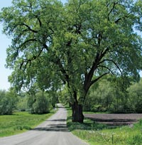 Photo of Rustic Road 110