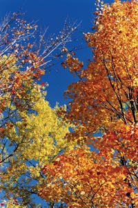 Fall colors near Rustic Road 59