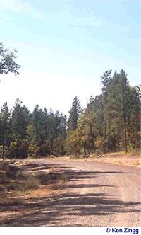 Blue skies and trees frame Skog Road