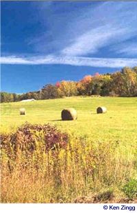 Hale bales glow in a roadside field along Rustic Road 18