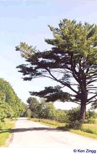 A pine tree casts shade across Rustic Road 40