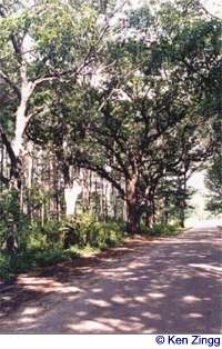 The woods near Aldo Leopold's cabin grow right up to the edge of Rustic Road 49