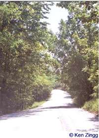 A gentle curve in Rustic Road 63 compliments the perfect green of the surrounding woods.