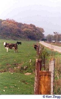 Cows graze lazily beside Buncombe Road