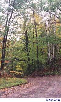 The heavy woods around Rustic Road 67 near Turtle Lake display the first traces of color