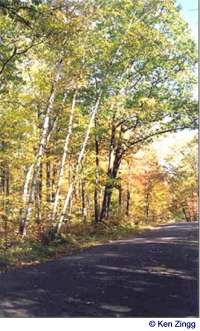 Overhanging trees cast dapple pools of sunlight across Rustic Road 71