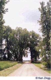 Two tall trees frame Rustic Road 72