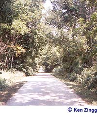 A tree-canopied scene along Rustic Road 90
